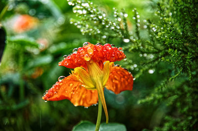 Close-up of red rose flower