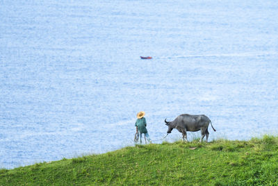 Buffalo walking on the hill overlooking the sea