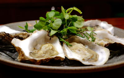 Close-up of oyster in plate