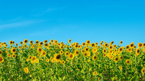 Scenic view of sunflower field against blue sky