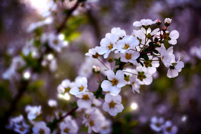 Close-up of white flowers on branch