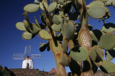 Low angle view of cactuses against traditional windmill