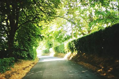 Road amidst trees in park