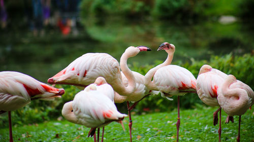 Flock of birds on field