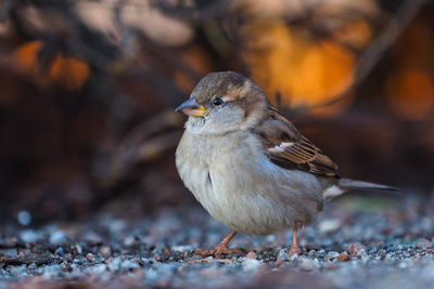 Close-up of bird perching on a land