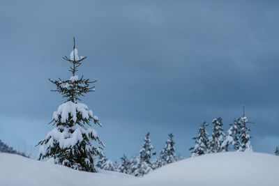 Low angle view of snow covered plants against sky