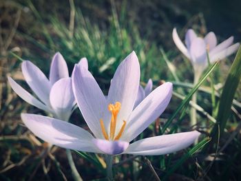 Close-up of purple crocus flowers on field