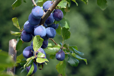 Close-up of berries growing on tree