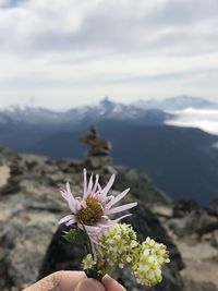 Close-up of hand holding flowering plant against mountain