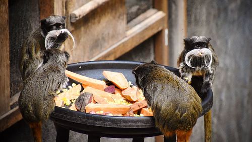 Tamarins eating food at zoo