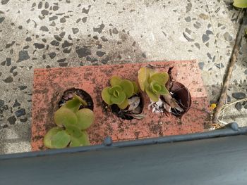 High angle view of potted plant against wall