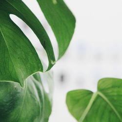 Close-up of green leaves