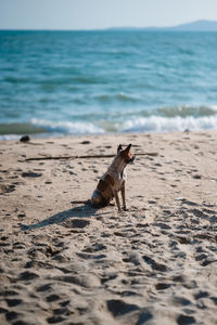 Dog on beach