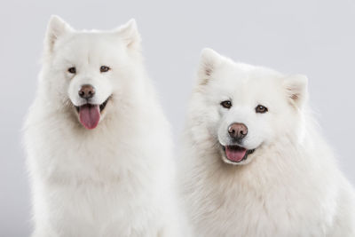 Portrait of white dog