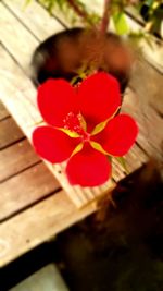 Close-up of red flower on wooden wall