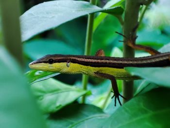 Close-up of lizard on plant