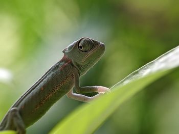 Close-up of lizard