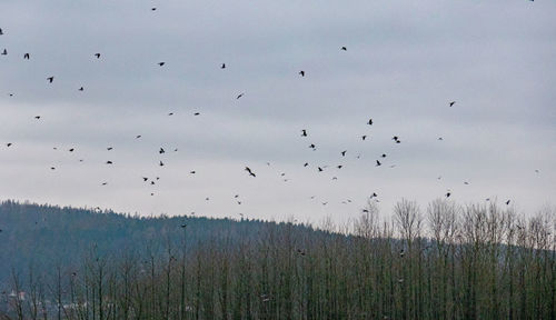 Flock of birds flying in the sky