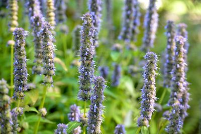 Close-up of purple flowering plants on field