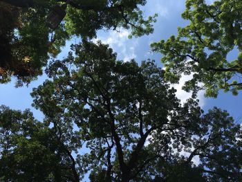 Low angle view of trees against sky