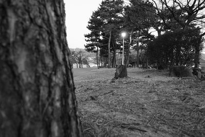 Trees on grass against sky