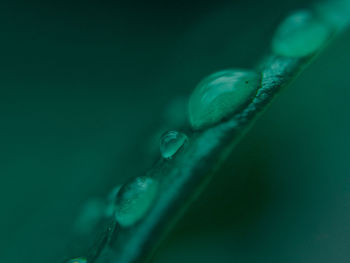 Close-up of raindrops on leaf