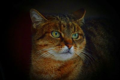 Close-up portrait of cat against black background