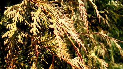 Close-up of plants