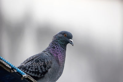 Close-up of pigeon