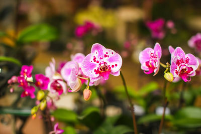 Close-up of pink flowering plant