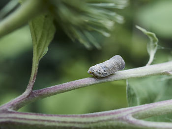 Close-up of insect on leaf