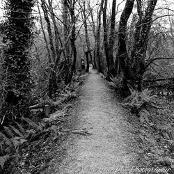 Dirt road amidst trees