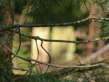 Close-up of tree branch