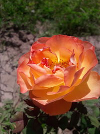 Close-up of flower blooming outdoors