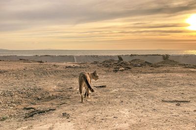 View of horse on beach during sunset