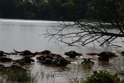 View of ducks swimming in lake