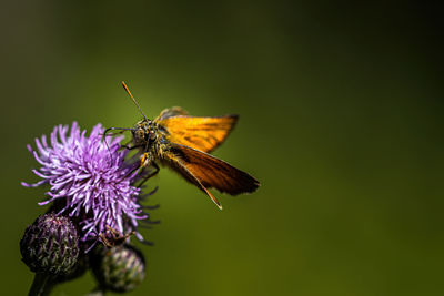 Close-up of butterfly pollinating on purple flower