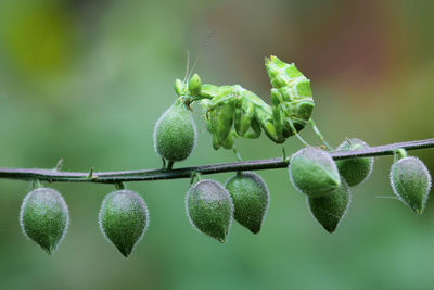 Close-up of berries growing on plant