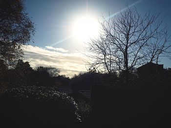 Sun shining through trees