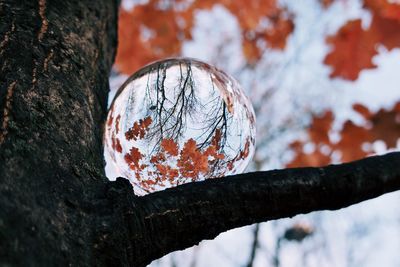 Low angle view of crystal ball on tree
