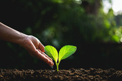 Cropped hand watering plant