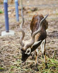 Close-up of duck on field