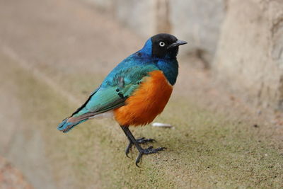 Close-up of bird perching