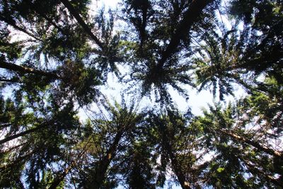 Low angle view of trees against sky