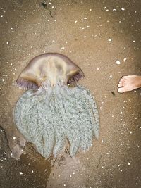 High angle view of sea waves on beach