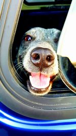 Close-up portrait of a dog