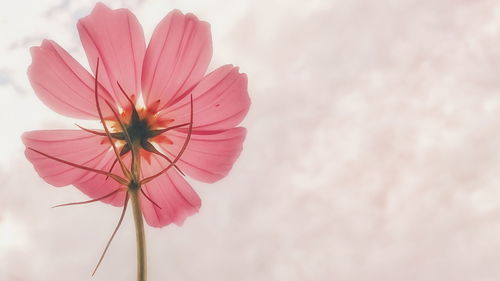 Close-up of pink flower against sky