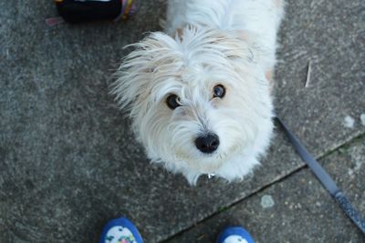 Close-up of dog