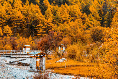 Trees in park during autumn