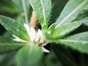 Close-up of green flower plant